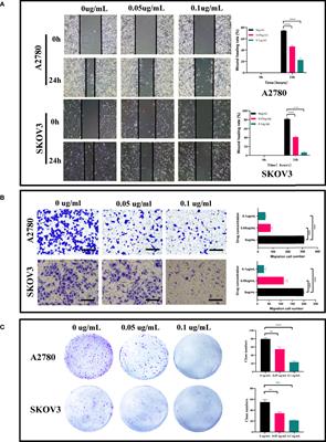 Corrigendum: Biomarking and induction of apoptosis in ovarian cancer using bifunctional polyethyleneimine-caged platinum nanoclusters